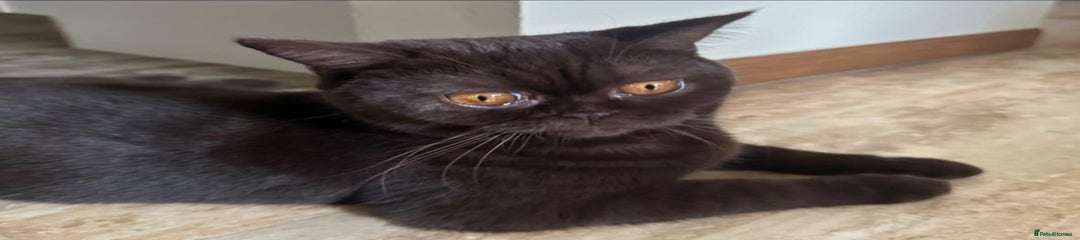 British Shorthair Kitten 2