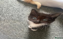 British Shorthair cats for sale: 5 Beautiful Kittens - ** 2 Kittens Left ** - Image 6