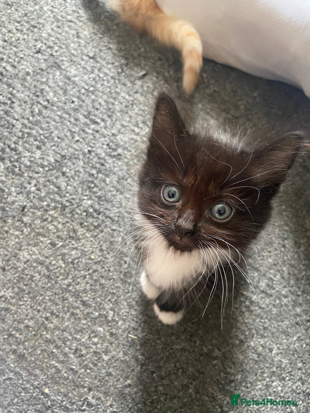 British Shorthair cats for sale: 5 Beautiful Kittens - ** 2 Kittens Left ** - Image 6