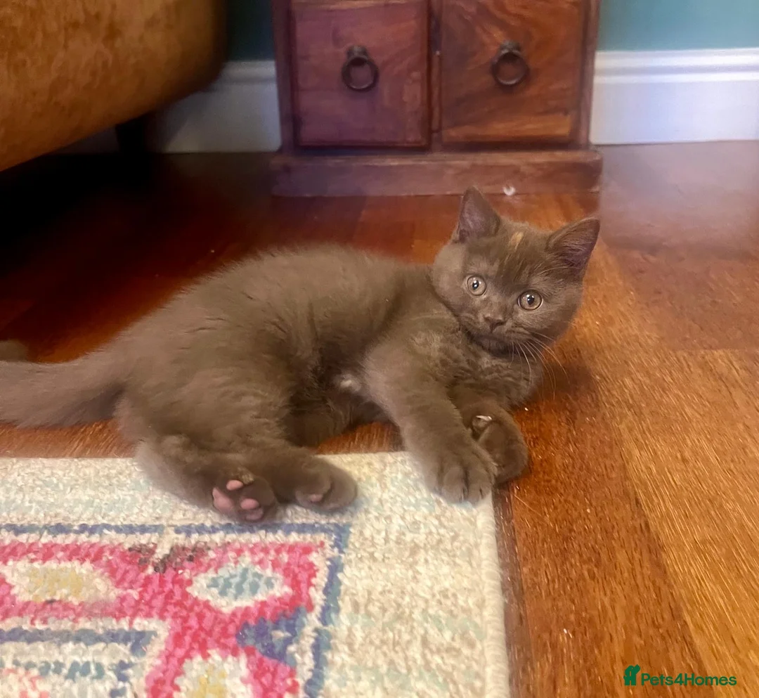 British Shorthair cats for sale: British shorthair females ready to leave soon GCCF - Advert 3