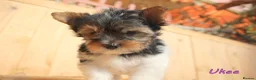Biewer Terrier dogs for sale: ✨ Stunning Biewer & Merle Yorkies – Ready 09 Apr ✨ - Advert 7