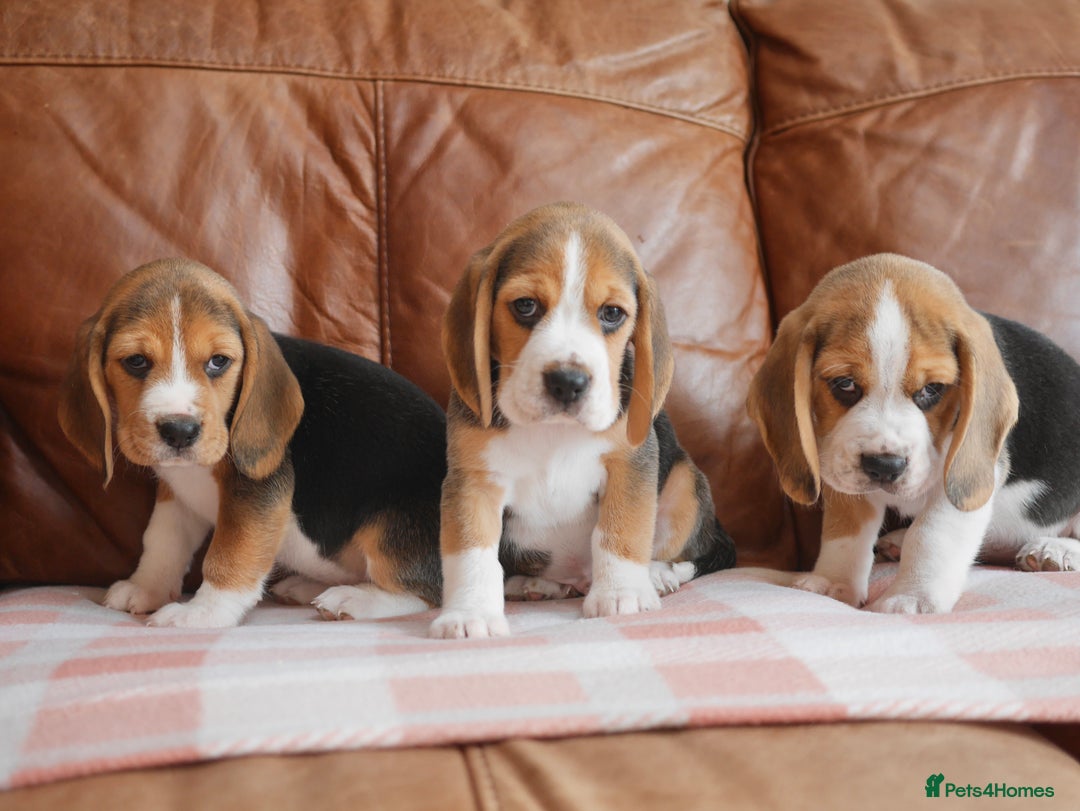 Beagle dogs for sale: Quality Health Tested Beagle Puppies - Advert 1