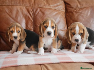 Beagle dogs Quality Health Tested Beagle Puppies - Advert 1