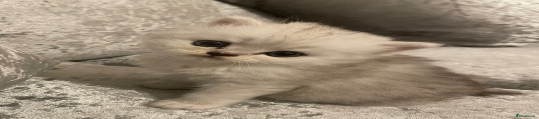 Persian Kitten 1