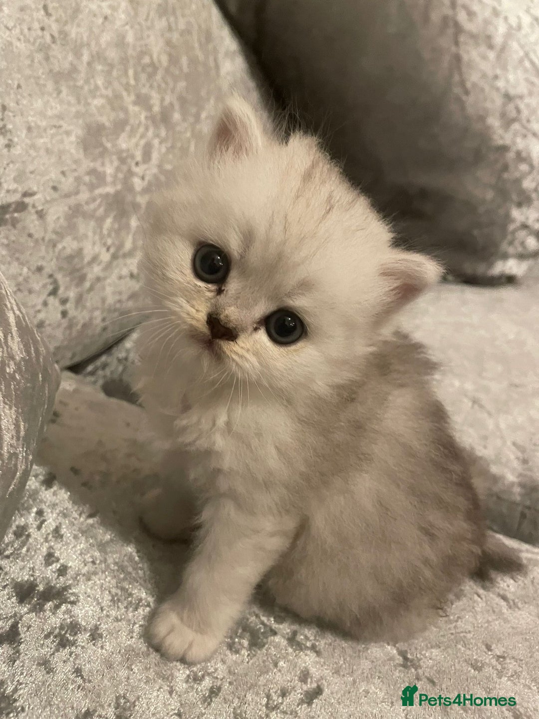 Persian cats for sale: 3 Pure bred male Persian kittens for sale  - Image 9