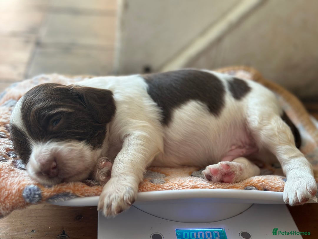 English Springer Spaniel dogs for sale: English working Springer Spaniel puppies for sale  - Image 26