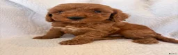Cockapoo dogs for sale: LICENSED BREEDER QUALITY COCKAPOO PUPPIES  - Advert 8