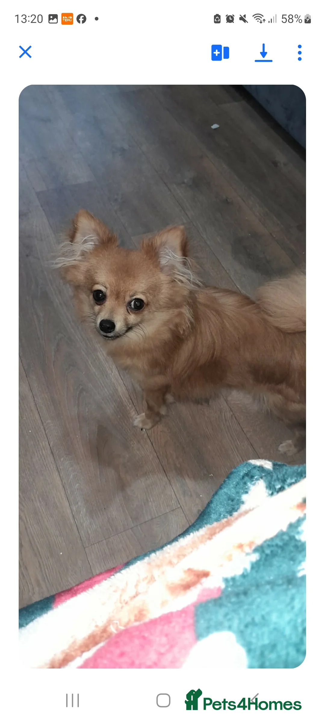 Pomchi dogs for sale: Pomchi - Advert 4