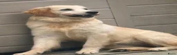 Golden Retriever dogs for sale: Beautiful Female Golden Retriever For Sale in Nottingham - Advert 3
