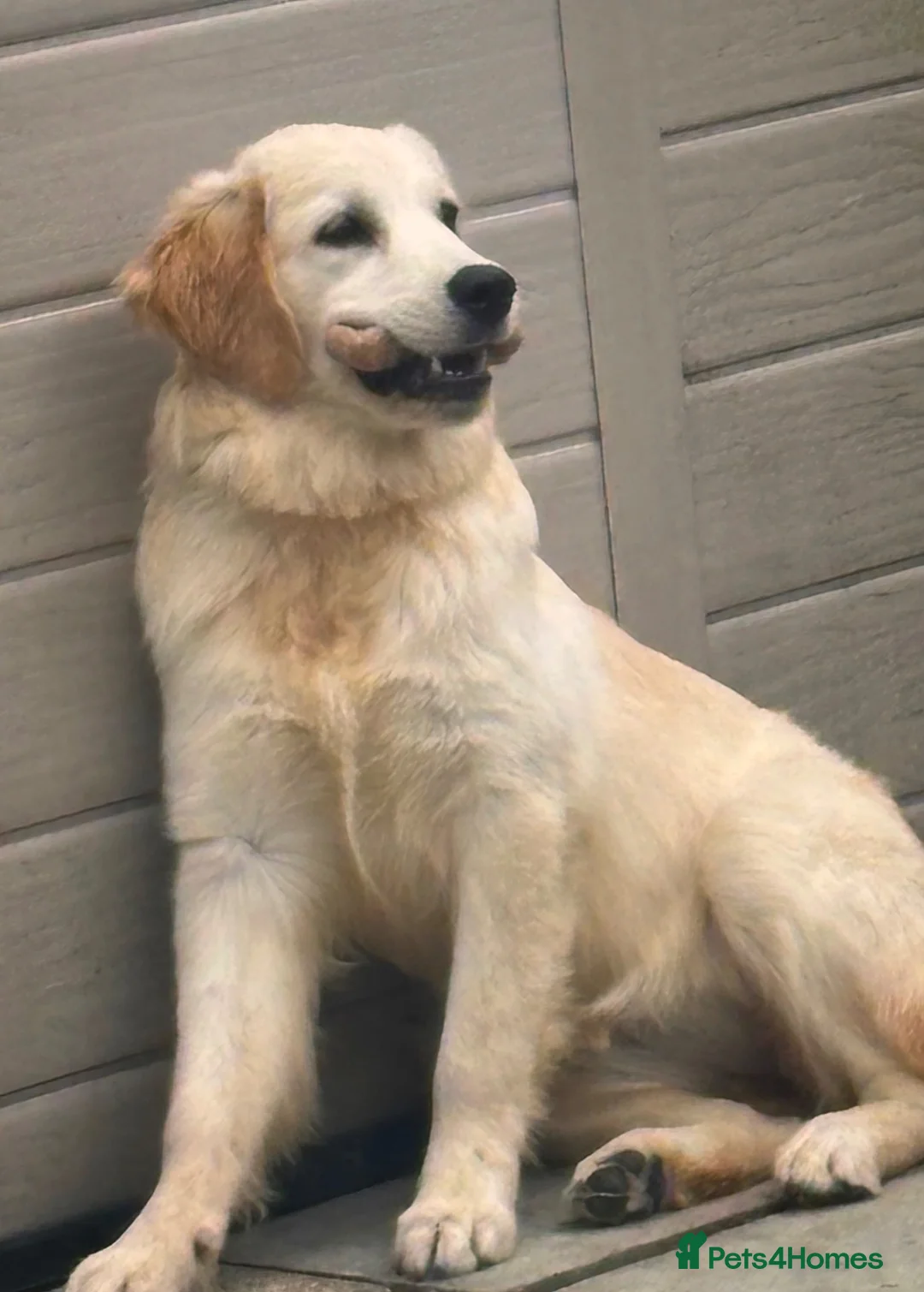 Golden Retriever dogs for sale: Beautiful Female Golden Retriever For Sale in Nottingham - Advert 3