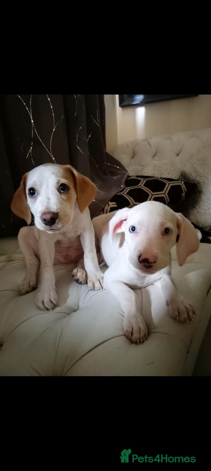 Mixed Breed dogs for sale: (Beagle x staffy) blue eyes and orange  - Advert 3
