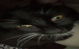 Mixed Breed cats for sale: Boggles the tuxedo cat  - Image 6