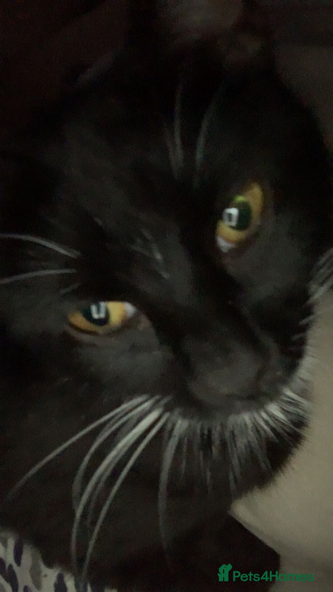 Mixed Breed cats for sale: Boggles the tuxedo cat  - Image 6