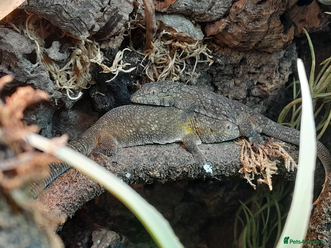 Gecko reptiles for sale: Bauer's Chameleon Gecko - Image 3