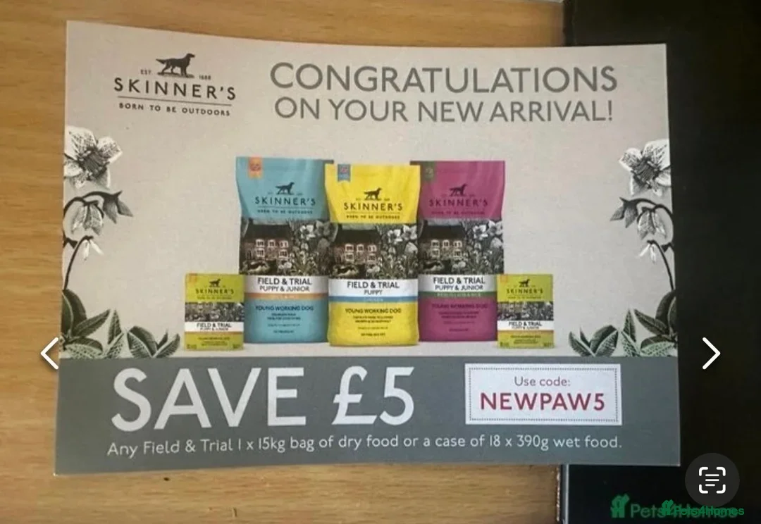 Cockapoo dogs for sale: Ready to leave F1 cockapoo - Advert 7