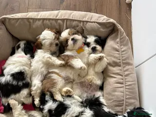Shih Tzu dogs Shih tzu puppies ready for their forever home - Advert 1