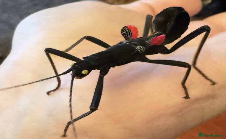 Stick Insects invertebrates - Advert 1