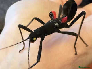 Stick Insects invertebrates - Advert 4