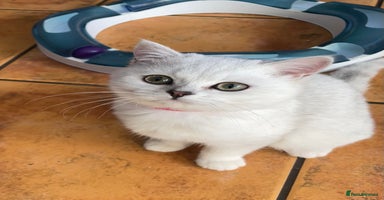 British Shorthair cats BSH Black Tipped GCCF Reg Kittens - Advert 3