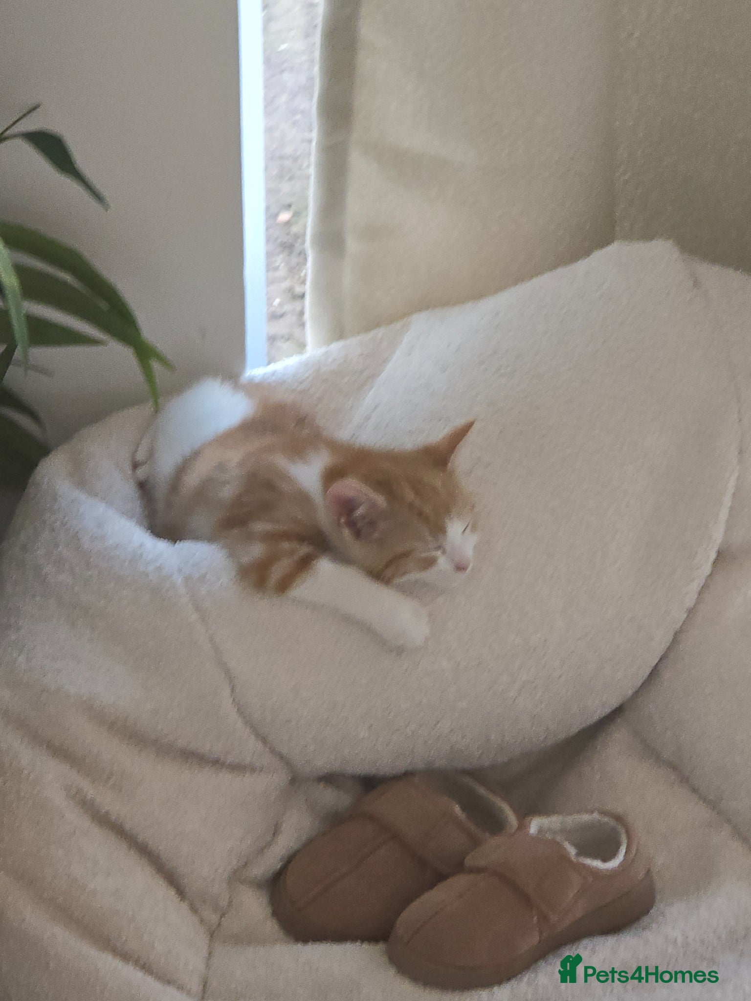 Mixed Breed cats Marshmallow  - Advert 1