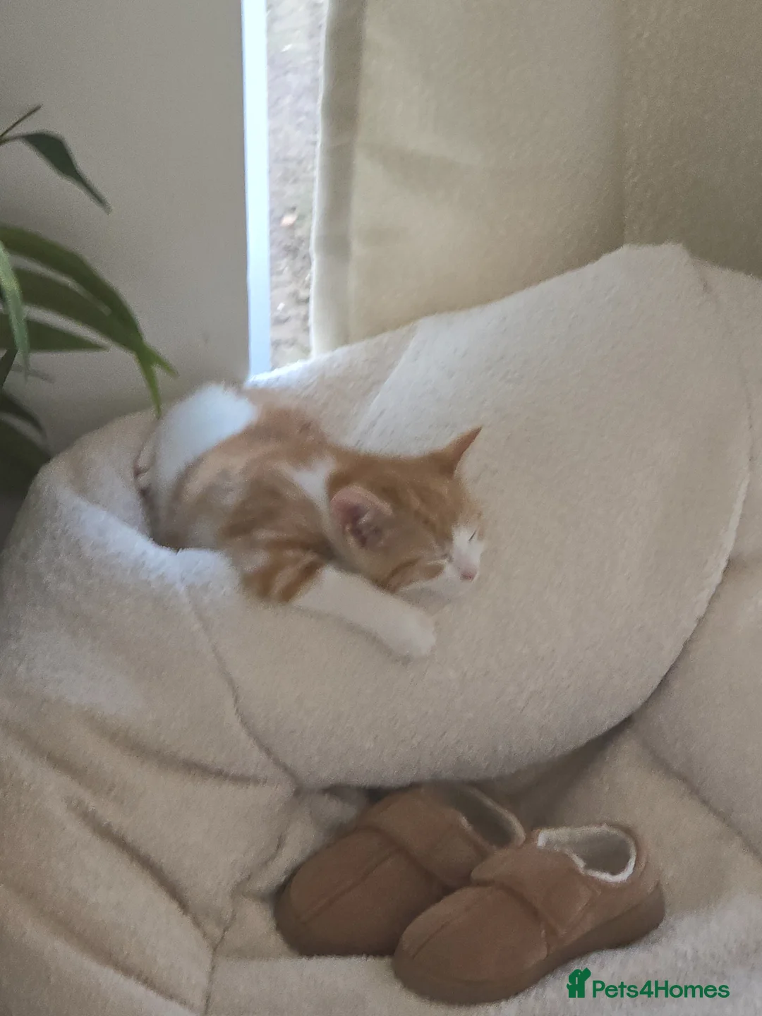 Mixed Breed cats for sale: Marshmallow  - Advert 1