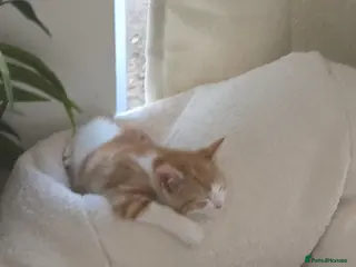 Mixed Breed cats Marshmallow - Advert 6