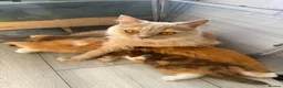 British Longhair cats for sale: Adorable British Longhair kittens - TICA registred - Advert 14