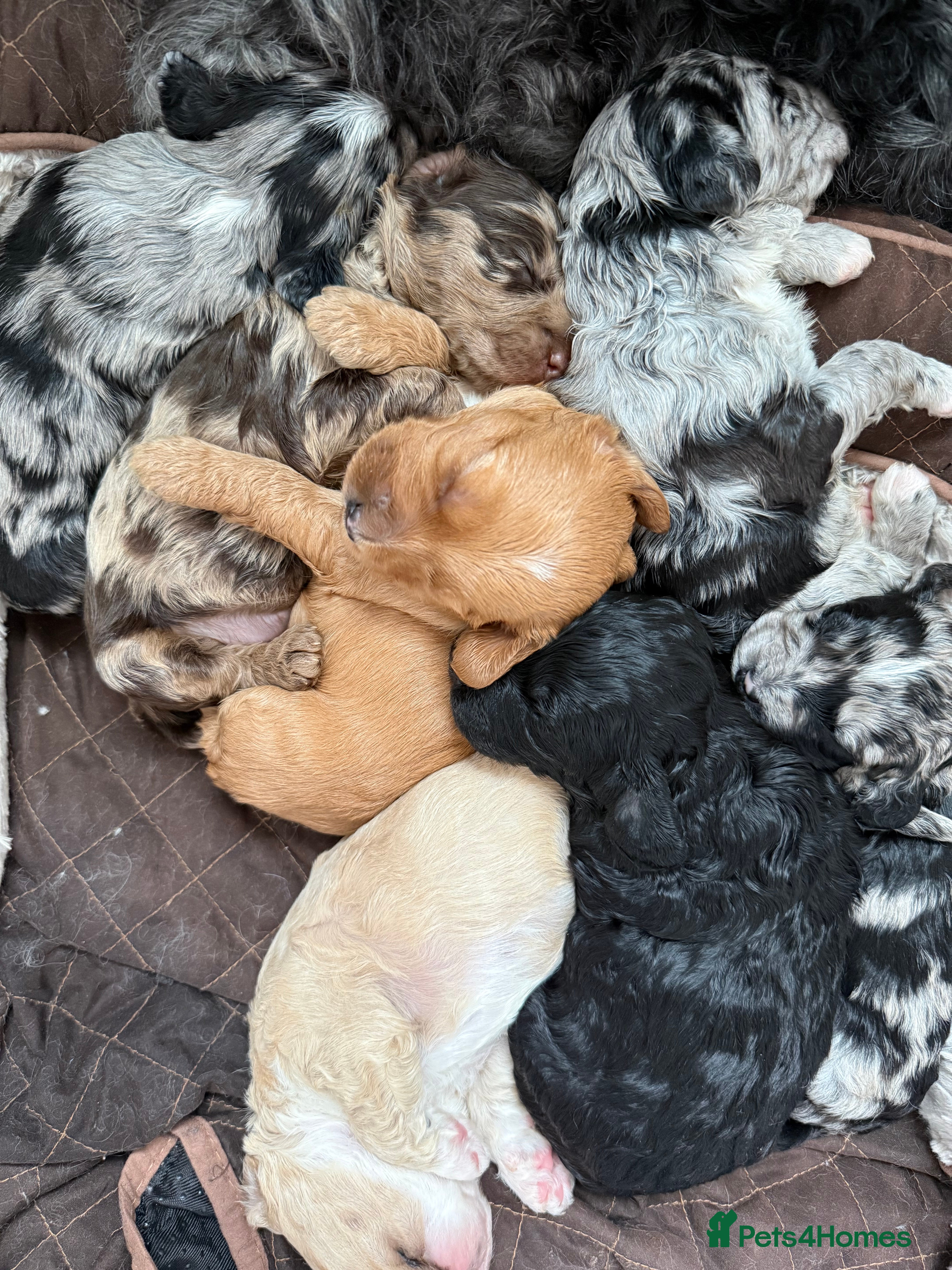 Australian Labradoodle dogs AUSTRALIAN LABRADOODLE  - Advert 4