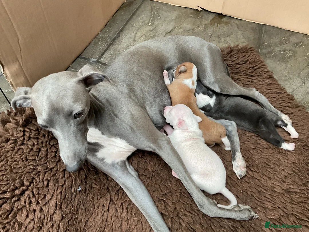 Italian Greyhound dogs for sale: Gorgeous Italian greyhound puppies  - Advert 2