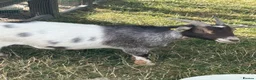Goats livestock for sale: 3 beautiful Pygmy wether goats  in Spalding - Advert 2