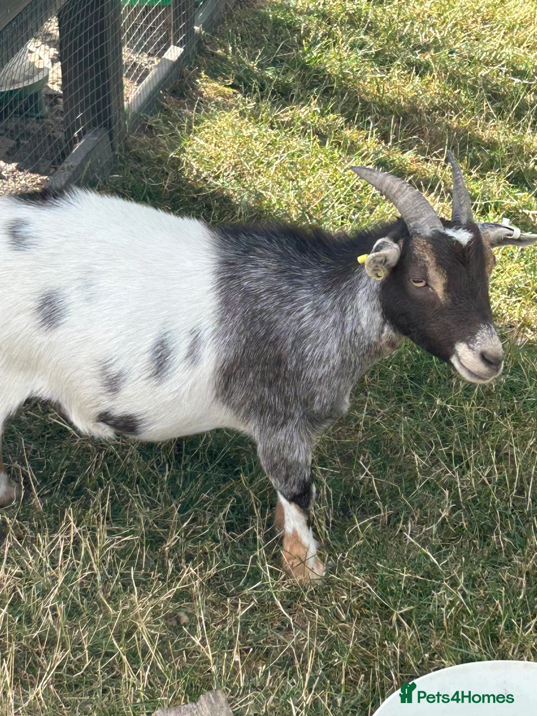 Goats livestock for sale: 3 beautiful Pygmy wether goats  in Spalding - Advert 2