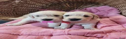 Golden Retriever dogs for sale: Golden retriever puppies  - Advert 12