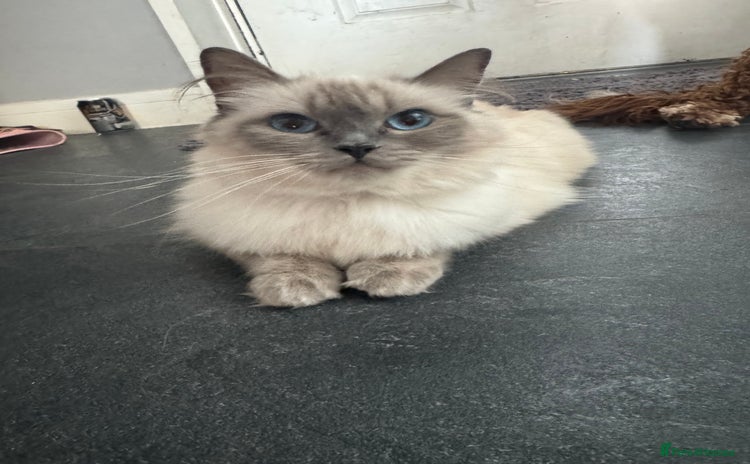 Ragdoll cats - Advert 4