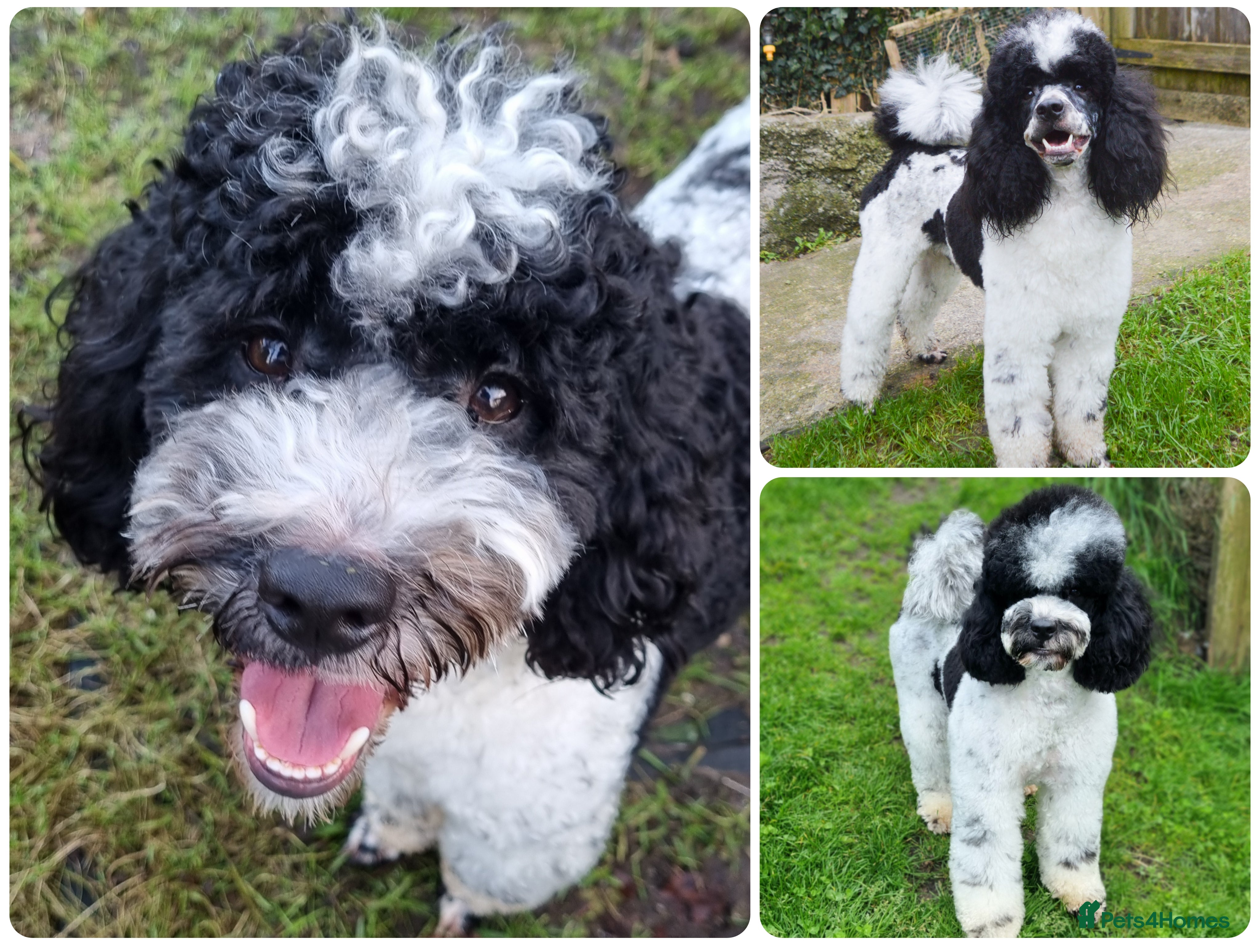 Miniature Poodle dogs Gorgeous Parti Miniature Poodle - Advert 3