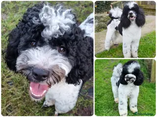 Miniature Poodle dogs Gorgeous Parti Miniature Poodle - Advert 8