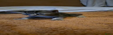 Domestic Shorthair Kitten 9