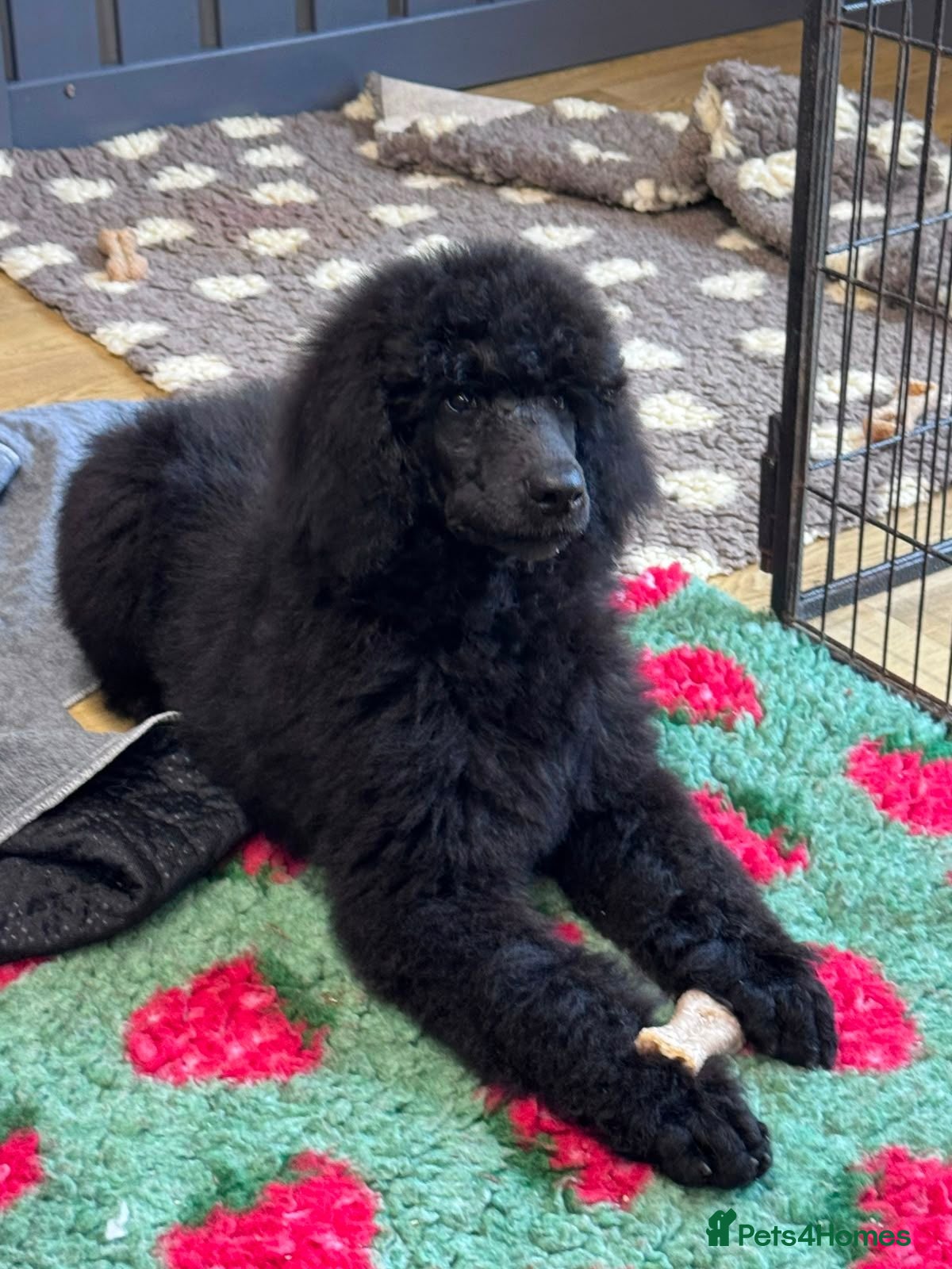 Standard Poodle dogs KC STANDARD POODLE LAST PUP FULLY VACCINATED  - Advert 12
