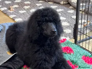 Standard Poodle dogs KC STANDARD POODLE LAST PUP FULLY VACCINATED - Advert 1