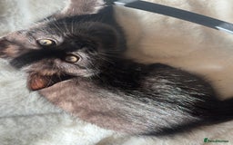 British Shorthair cats for sale: Fluffy Chocolate British Shorthair Kittens 🐾 - Image 14