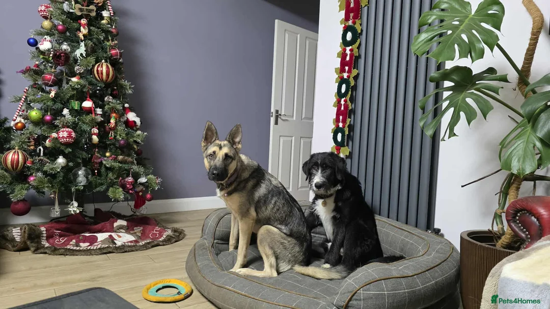 Mixed Breed dogs for adoption: DONNIE - Guardian breed experience required  - Advert 4