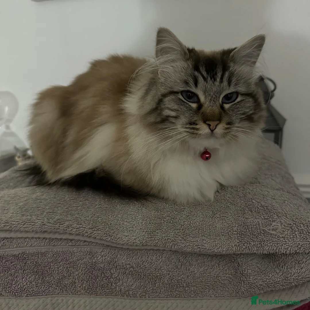 Ragdoll cats for sale: Female ragdoll - Advert 1