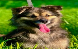 Keeshond dogs for adoption: Mikey’s Story: From Chains to Freedom - Image 6
