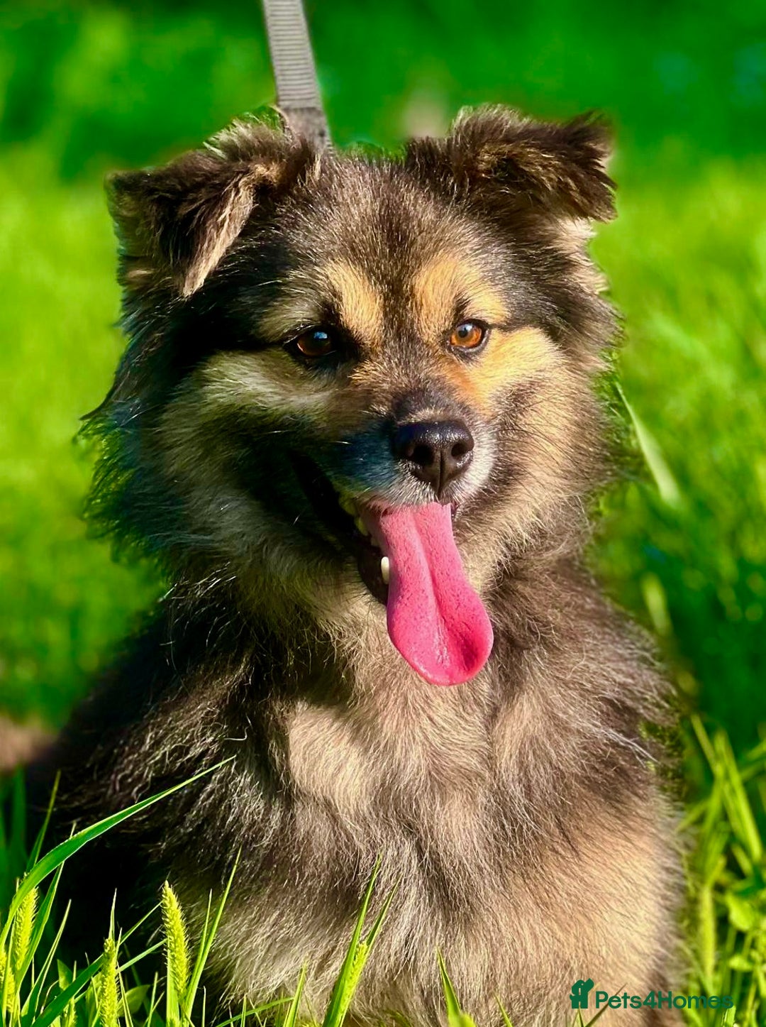 Keeshond dogs for adoption: Mikey’s Story: From Chains to Freedom - Image 6