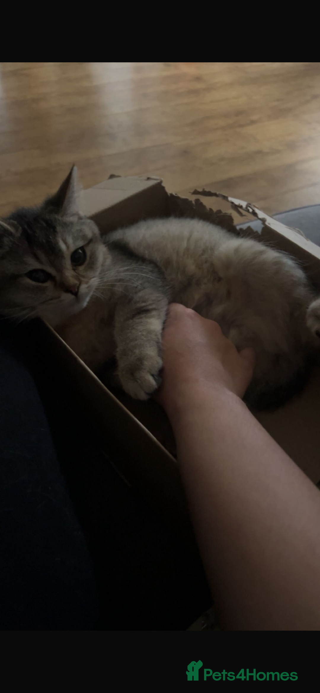 British Shorthair cats for sale: Golden mixed bsh  - Advert 4