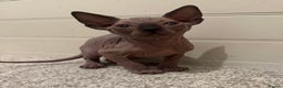 Sphynx cats for sale: Beautiful baby Sphynx  - Advert 1