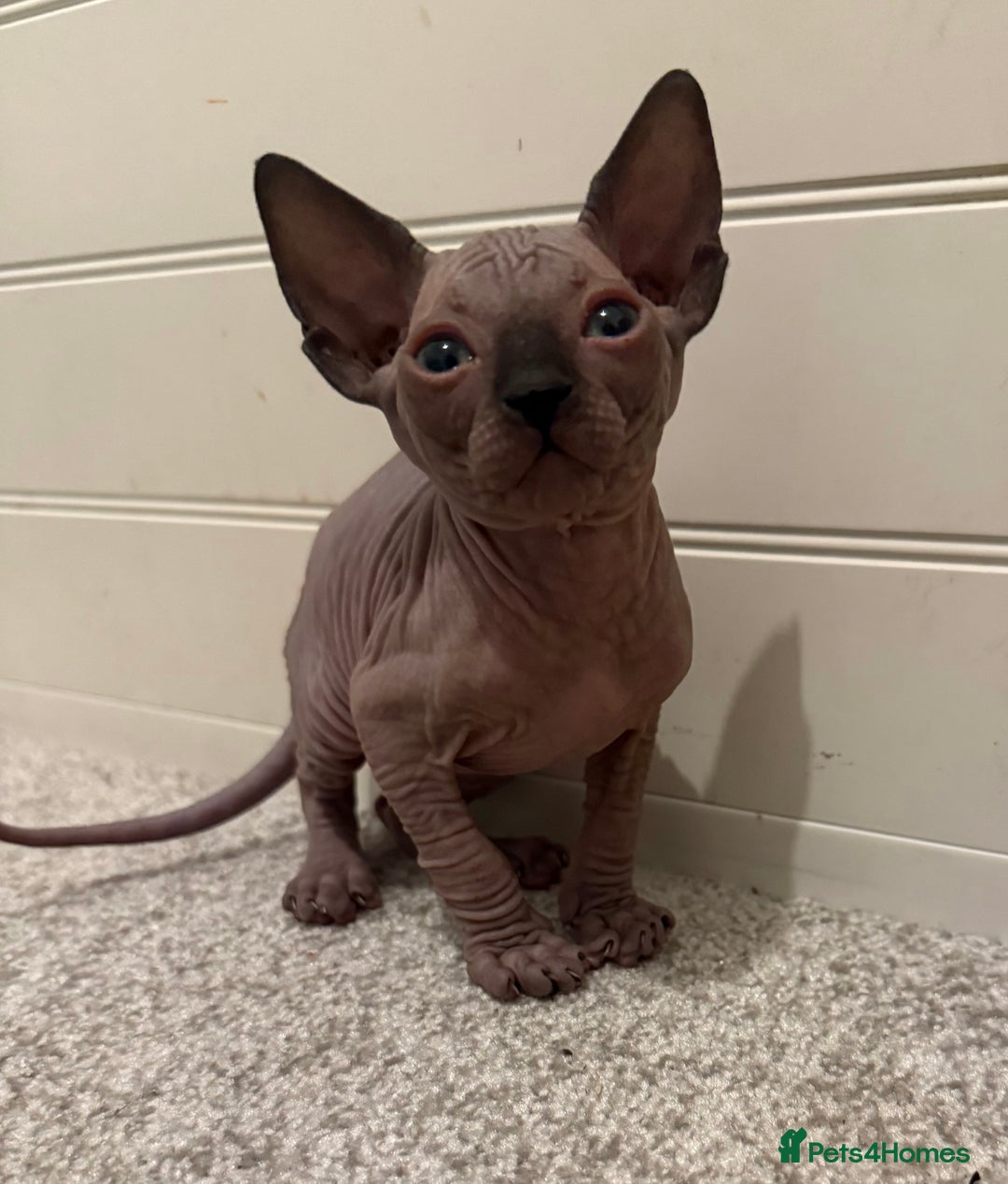 Sphynx cats for sale: Beautiful baby Sphynx  - Advert 1