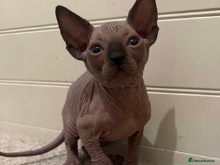 Sphynx cats Beautiful baby Sphynx - Advert 1