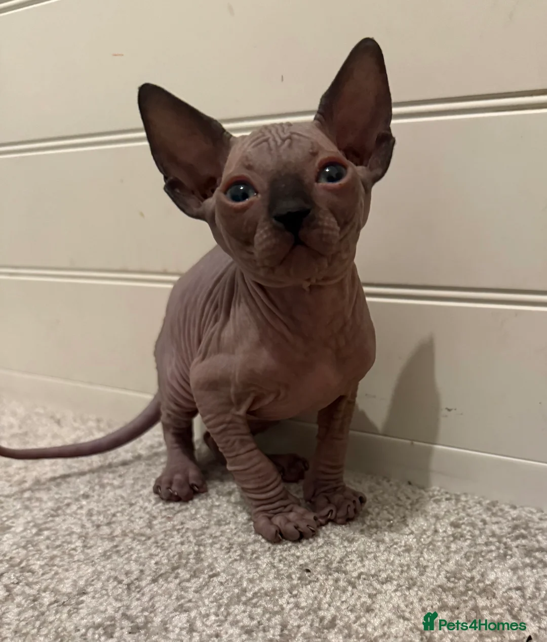Sphynx cats for sale: Beautiful baby Sphynx  - Advert 1