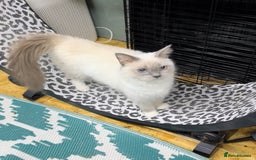 Maine Coon cats for sale: Mainecoon  - Image 10