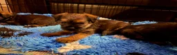 Border Terrier dogs for sale: Stunning slem free KC reg border terrier girls  - Advert 4